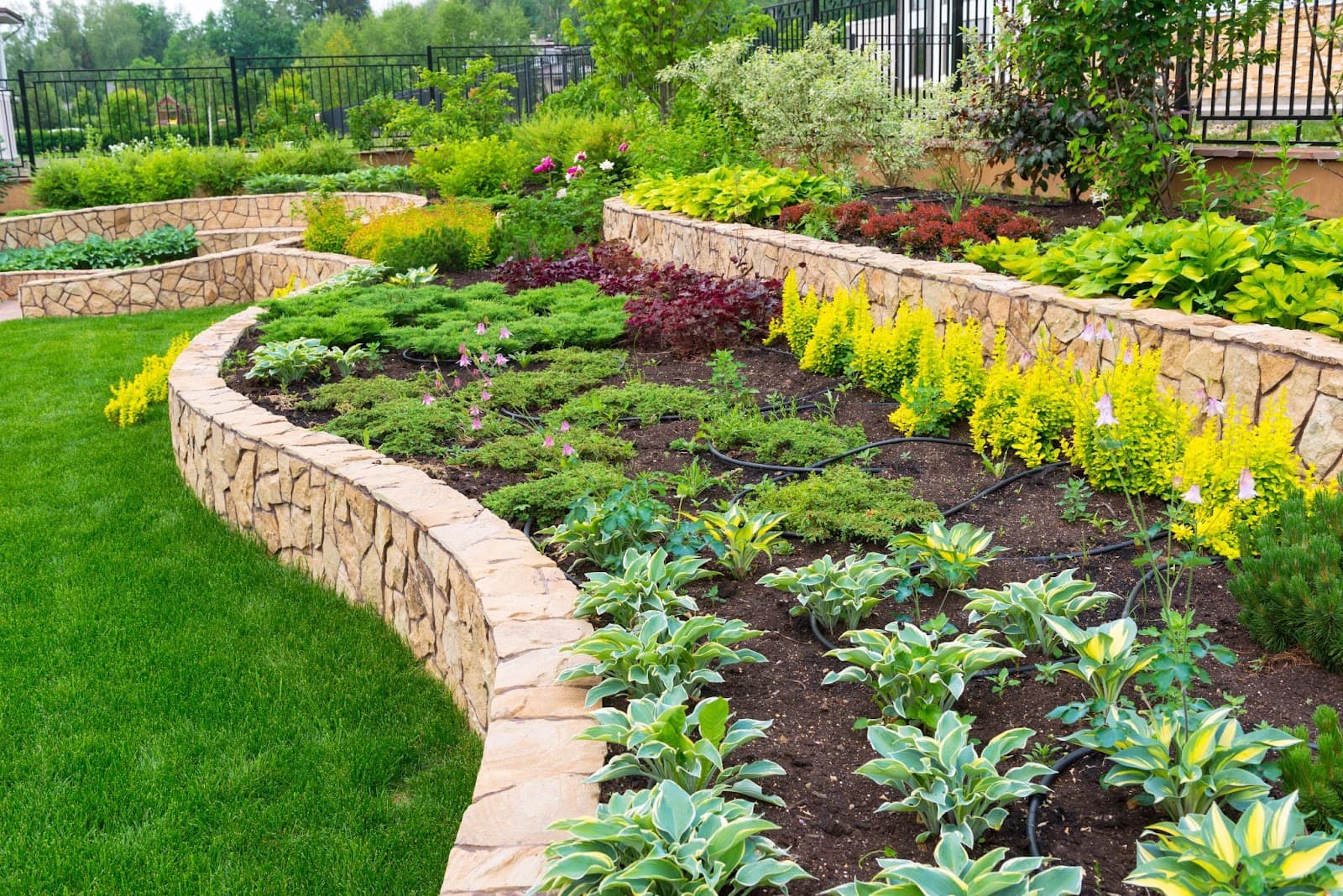 Gardenes tulix